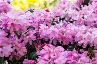  - Rhododendron williamsianum 'Rotes Barett'