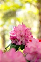  - Rhododendron williamsianum 'Stadt Essen'