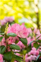  - Rhododendron williamsianum 'Stadt Essen'