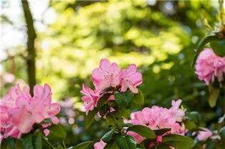  - Rhododendron williamsianum 'Stadt Essen'