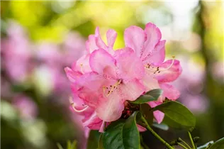  - Rhododendron williamsianum 'Stadt Essen'