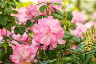  - Rhododendron williamsianum 'Stadt Essen'