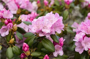  - Rhododendron williamsianum 'Vater Böhlje'