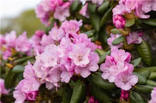  - Rhododendron williamsianum 'Vater Böhlje'