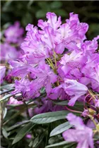  - Rhododendron smirnowii