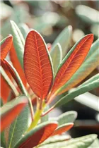  - Rhododendron 'Wine & Roses'®