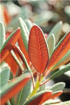  - Rhododendron 'Wine & Roses'®