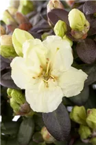  - Rhododendron 'Wren'