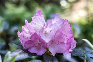  - Rhododendron smirnowii 'Silberpfeil'