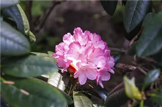  - Rhododendron smirnowii 'Silberpfeil'