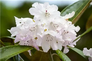  - Rhododendron smirnowii 'Silberpfeil'