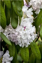  - Rhododendron smirnowii 'Silberpfeil'