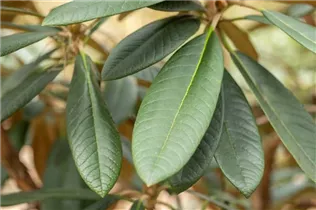  - Rhododendron smirnowii 'Silberpfeil'
