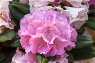  - Rhododendron yakushimanum