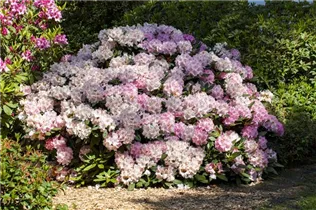  - Rhododendron yakushimanum