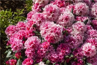  - Rhododendron yakushimanum