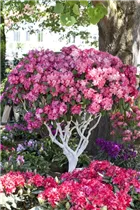  - Rhododendron yakushimanum