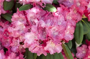  - Rhododendron yakushimanum