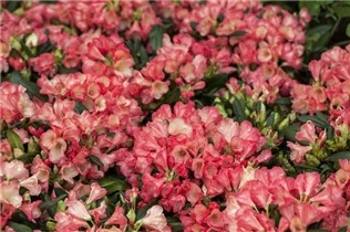  - Rhododendron yakushimanum