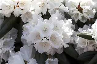  - Rhododendron yakushimanum
