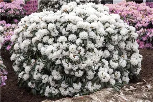  - Rhododendron yakushimanum 'Schneekissen'