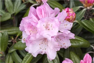  - Rhododendron yakushimanum