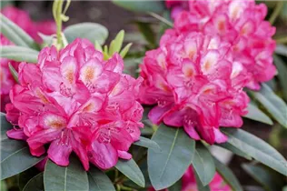  - Rhododendron 'Souvenir of Anthony Waterer'
