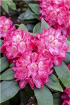  - Rhododendron 'Souvenir of Anthony Waterer'