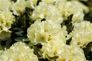  - Rhododendron yakushimanum 'Millenium Gold'