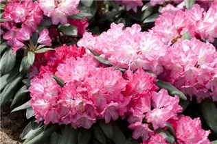  - Rhododendron yakushimanum 'Anuschka'