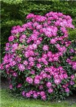  - Rhododendron yakushimanum 'Anuschka'