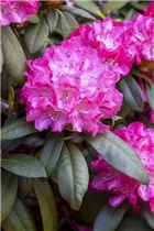  - Rhododendron yakushimanum 'Anuschka'