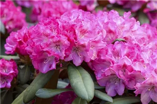  - Rhododendron yakushimanum 'Anuschka'