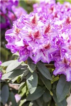  - Rhododendron 'Sternschnuppe'