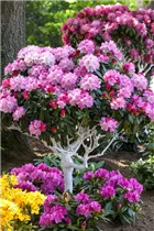  - Rhododendron yakushimanum 'Arabella'