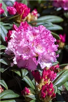 - Rhododendron yakushimanum 'Arabella'