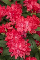  - Rhododendron yakushimanum 'Astrid'®
