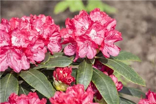  - Rhododendron yakushimanum 'Astrid'®