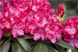  - Rhododendron yakushimanum 'Astrid'®
