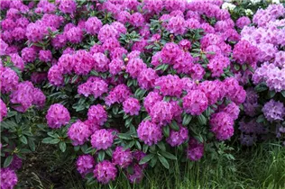  - Rhododendron yakushimanum 'Bad Zwischenahn'
