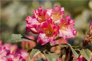  - Rhododendron yakushimanum 'Barbarella'