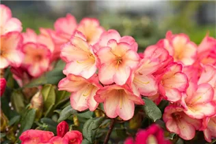  - Rhododendron yakushimanum 'Barbarella'