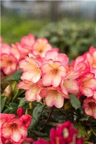  - Rhododendron yakushimanum 'Barbarella'