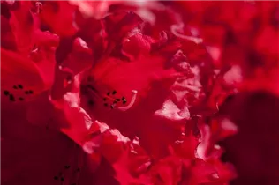  - Rhododendron 'Taurus'