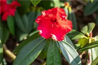  - Rhododendron 'Taurus'