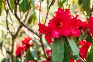  - Rhododendron 'Taurus'