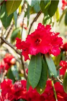  - Rhododendron 'Taurus'