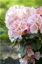  - Rhododendron yakushimanum 'Berenike'