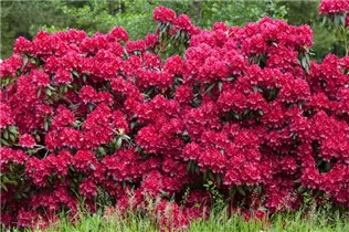  - Rhododendron 'Torero'®