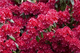  - Rhododendron 'Torero'®
